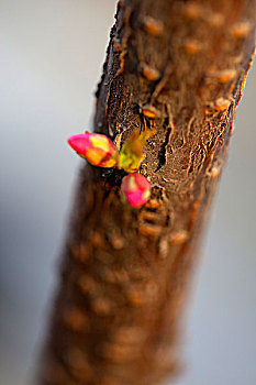 春天梅花树枝上等待盛开的花蕾