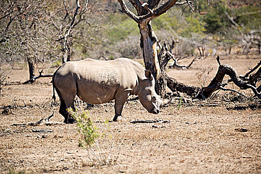 模糊,南非,野生动物,自然保护区,野生,犀牛