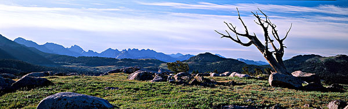 荒野,怀俄明,美国,松树,残枝,风,河,国家森林,落基山脉