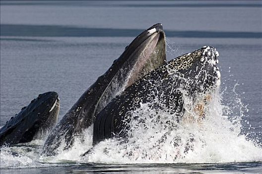 驼背鲸,大翅鲸属,鲸鱼,脆弱,东南阿拉斯加