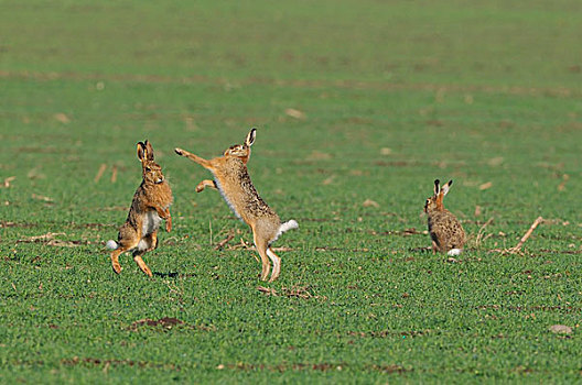 两个,欧洲,野兔,争斗,地点,一个,靠近