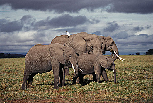 肯尼亚,安伯塞利国家公园,幼仔,非洲象,家族,大幅,尺寸