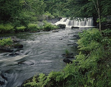 河,流动,树林,佛蒙特州,美国