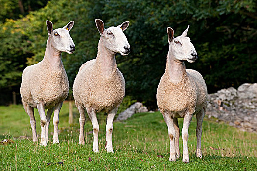 家羊,蓝色的脸面,莱斯特,三个,母羊,站立,草场,兰开夏郡,英格兰,欧洲
