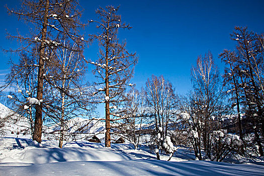 新疆喀纳斯禾木美丽峰雪景