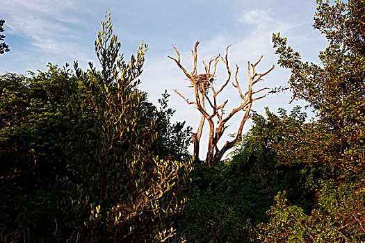 鸟窝,树上,大沼泽地国家公园,佛罗里达,美国