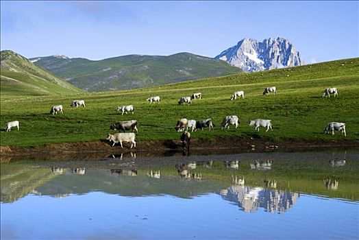 牛,大,大萨索山,意大利,欧洲