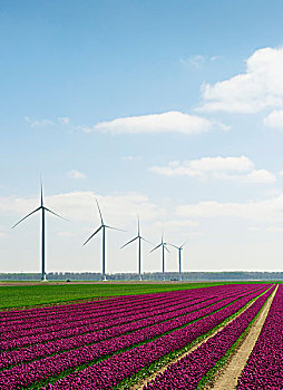 风电场,花,灯泡,地点,弗莱福兰,荷兰
