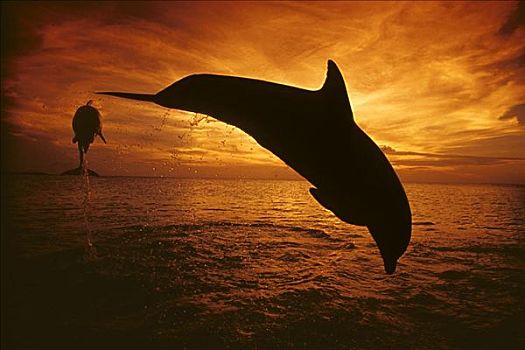 洪都拉斯,一对,大西洋瓶鼻海豚,宽吻海豚,跳跃,加勒比海,日落