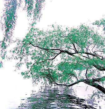 中国杭州西湖旁的树