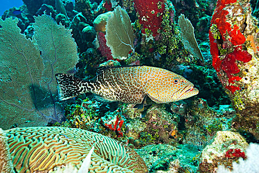 石斑鱼,石斑鱼属,海湾群岛,洪都拉斯,中美洲