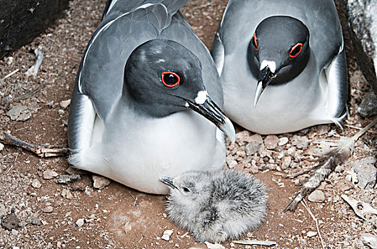 海鸥,燕尾鸥,幼禽,加拉帕戈斯群岛,厄瓜多尔