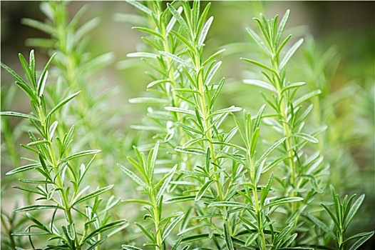 迷迭香,药草,植物