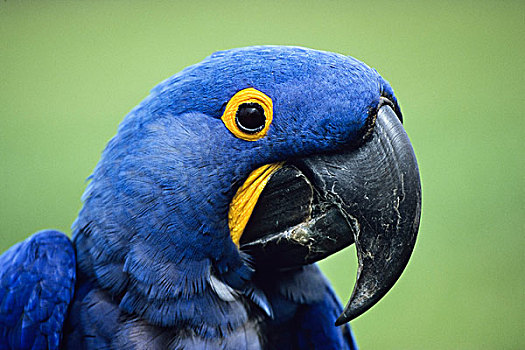 紫蓝金刚鹦鹉,潘塔纳尔,巴西,南美