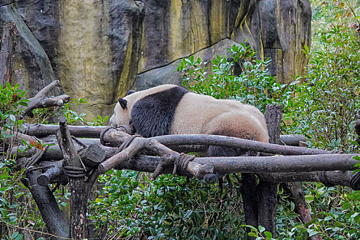 雄性大熊猫晒太阳