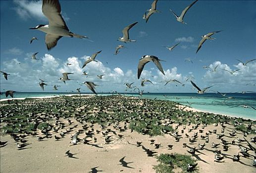 燕鸥,生物群,夏威夷