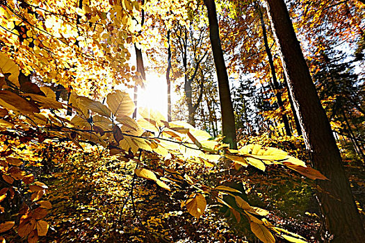 阳光,秋叶,山毛榉,树林