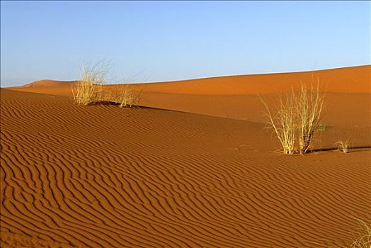 草,荒芜,沙子,却比沙丘,梅如卡,摩洛哥,北非