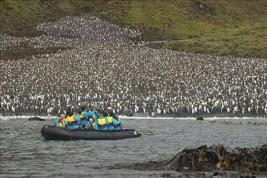 帝企鹅,生物群,游客,湾,麦夸里岛,亚南极,澳大利亚