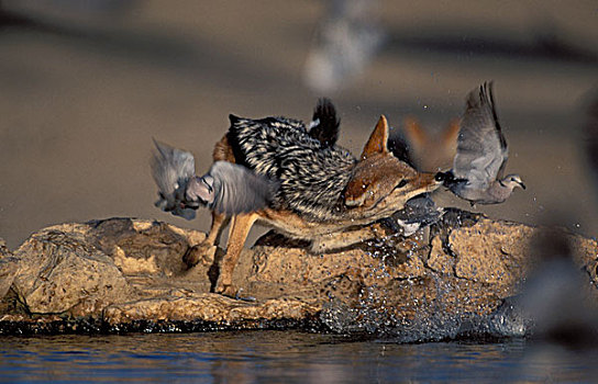 黑背豺,抓住,鸽子,卡拉哈迪大羚羊国家公园,卡拉哈里沙漠,南非,非洲