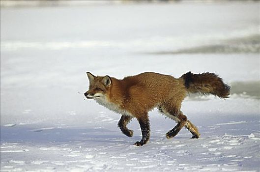 野生,狐狸,跑,雪中
