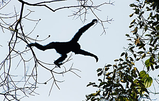 跳跃,树,长臂猿,阿萨姆邦,印度