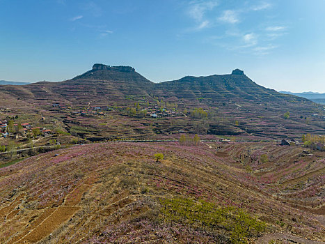 山东蒙阴岱崮地貌桃花盛开