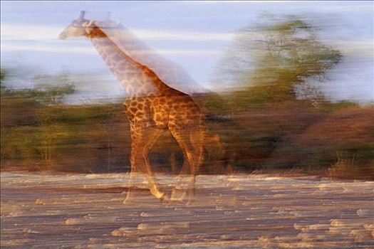 跑,长颈鹿,埃托沙国家公园,纳米比亚