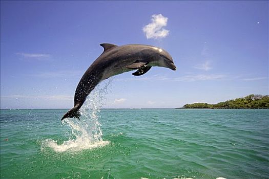 宽吻海豚,跳跃,室外,水,加勒比海,洪都拉斯,中美洲