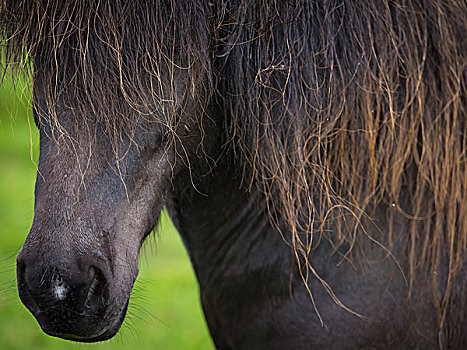 冰岛马,暗色,外套,长,黑色,鬃毛,特写,头部