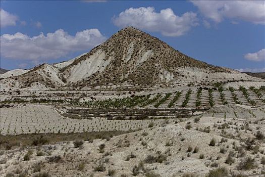 种植园,干燥地带,靠近,区域,西班牙,欧洲