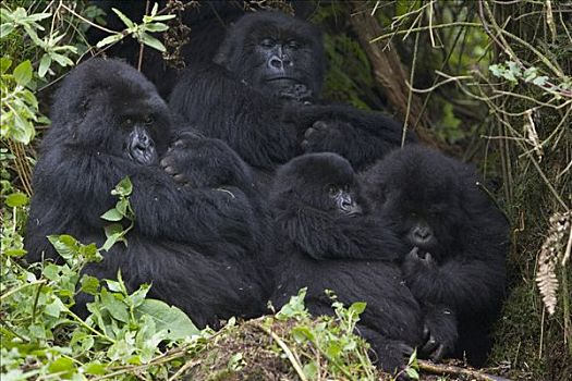 山地大猩猩,大猩猩,两个,母兽,拿着,诞生,2-3星期,老,近成年,濒危,国家,卢旺达