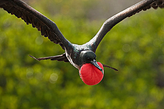 厄瓜多尔,加拉帕戈斯,国家公园,赫诺韦萨岛,展示,飞行