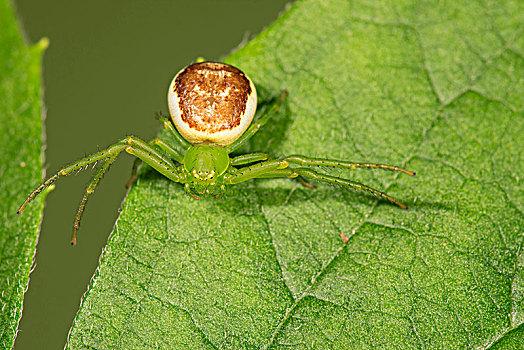绿蟹蛛图片