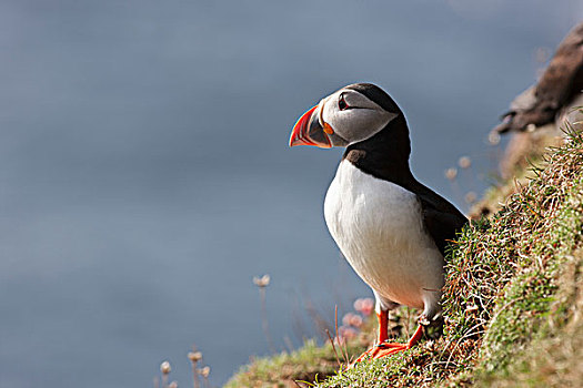 角嘴海雀,站立,陡坡,水,设得兰群岛,苏格兰