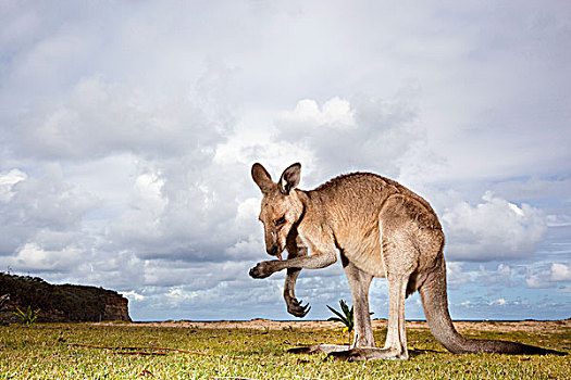 澳大利亚,新南威尔士,大灰袋鼠,灰袋鼠,打理,海滩,塔斯曼海,夏天,下午
