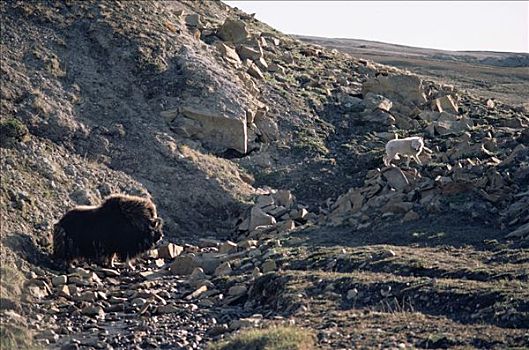 麝牛,凝视,北极狼,狼,艾利斯摩尔岛,加拿大