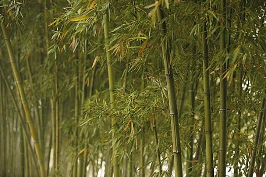 竹子,树,中国
