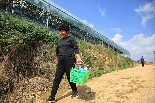 山东日照,近郊采摘游受青睐,市民品尝阳光玫瑰感受好,丰,景