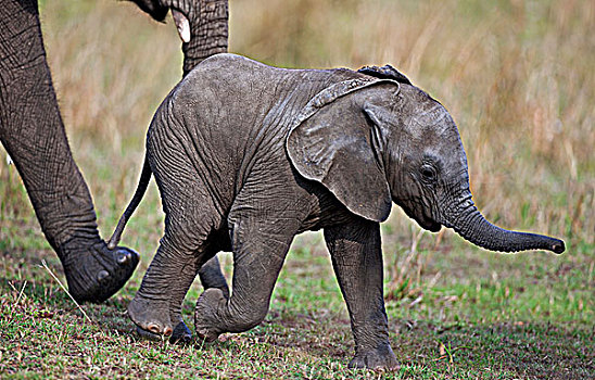小,小象,母兽,马赛马拉国家保护区