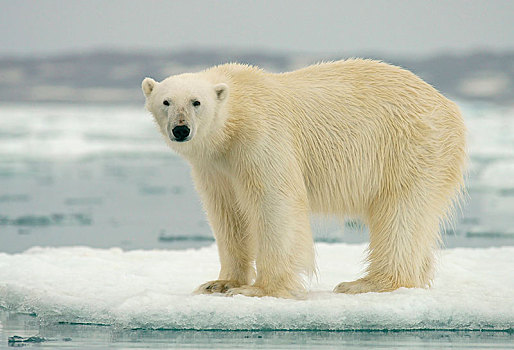 北极熊,站立,浮冰,斯瓦尔巴特群岛,挪威,北极,欧洲