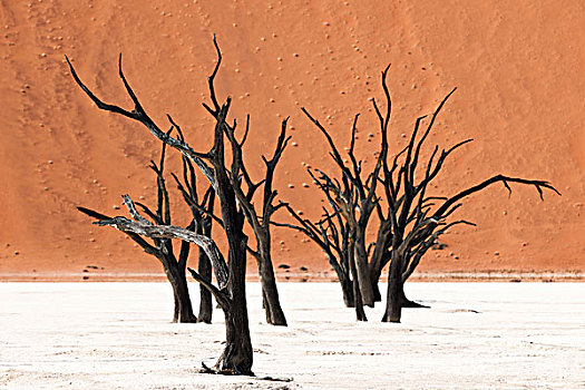 金合欢树,索苏维来地区,纳米比亚,非洲