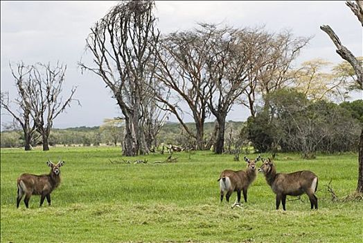 水羚,自然保护区,肯尼亚