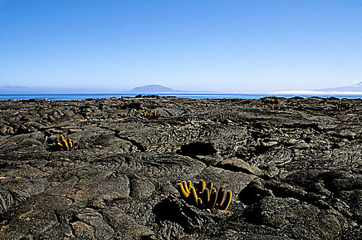 厄瓜多尔,加拉帕戈斯,岛屿,费尔南迪纳岛,风景,火山岩,仙人掌