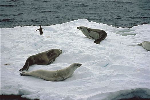 食蝦海豹,食蟹海豹,三个,休息,冰,南极