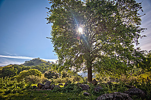 橡树,亮光,后视图,加利福尼亚,美国