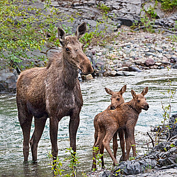 驼鹿,幼兽,瓦特顿湖国家公园,艾伯塔省,加拿大