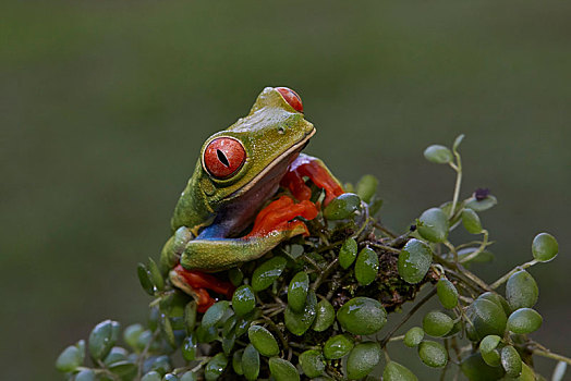 红眼树蛙,热带雨林,泻湖,哥斯达黎加,中美洲