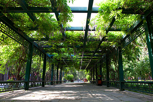 绿色树林环绕的长廊