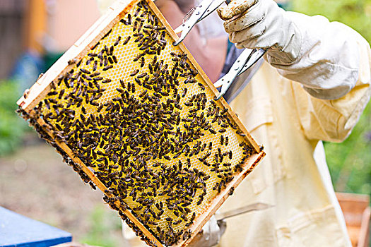欧洲,西部,蜜蜂,养蜂人,拿着,蜂窝,德国